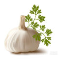 Small packing pure white Garlic